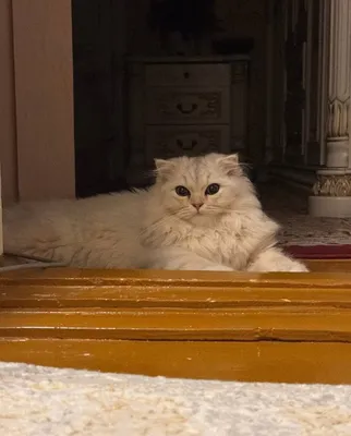 Шотландская шиншилла, краса лиловый. 6 м-ц. 1