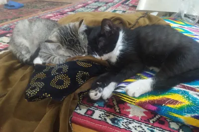 Трёхмесячные котята-девочки в добрые руки 1