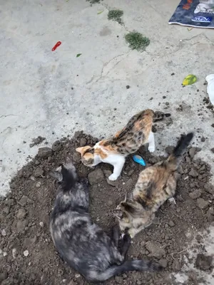 Mushukchalarni mehribon qo‘llarga beraman 1