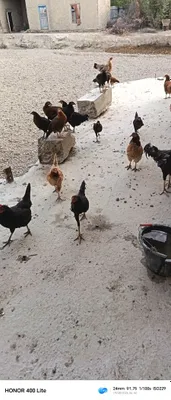 Продаются домашние куры 1