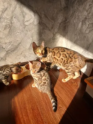 Anal jinsiy aloqa video Buzuq jinsiy aloqa video