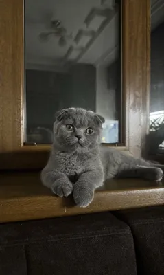 Британская шотландская вислоухая кошка 1