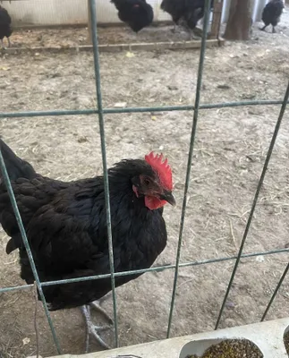 tovuqlar sotladi uy tovuqlari tuxumda 1
