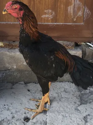 Dakan xoʻroz sotiladi hali yosh