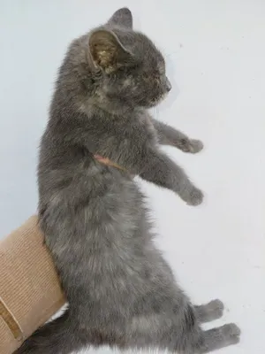 Yuliya Mayboroda yalangoch surat