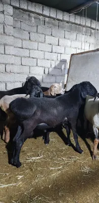 Qochqorla Srochna sotiladi 1