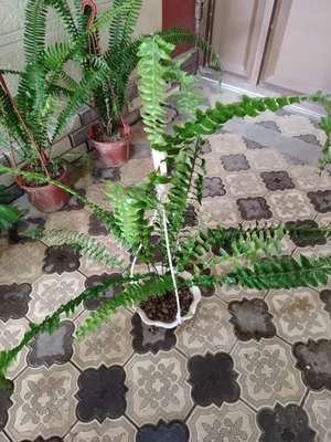 Комнатные цветы, растения 1