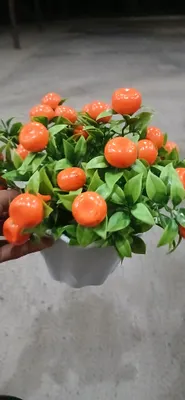 Цветы 1