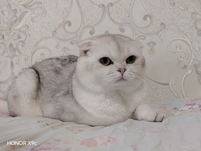 Chiroyli mushukchalar Chiroyli mushukchalar