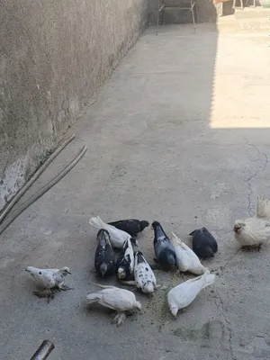 Продаются голуби 1