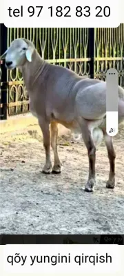 Qõy yungini olish xizmati 1