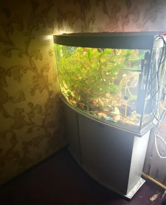 Bezaklar, baliqlar va o‘simliklar bilan 150 litrli akvarium 1