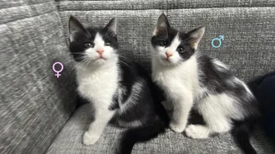 Отдаются 2 котенка: девочка и мальчик, 2,5 месяца. 1