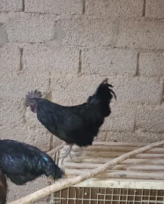 Xitoy seleksiyasiga mansub, serpat patli chiroyli va noyob zot, ajoyib 1