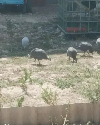 Продаётся цесарка