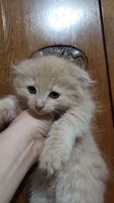 Scottish Fold mushukchalari 1