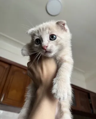 Продам котят 111 1