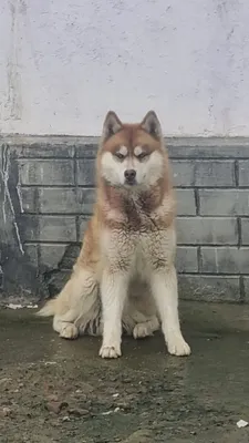 Сибирский хаски 1