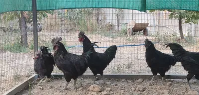 Петухи ухейилюй 1