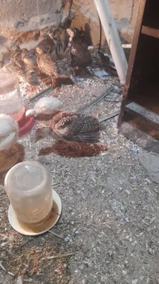 Kurka jo‘jalari sotiladi 1