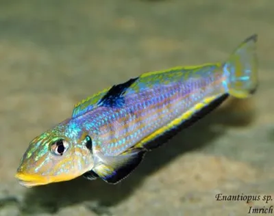 Enentiops kelisa f1