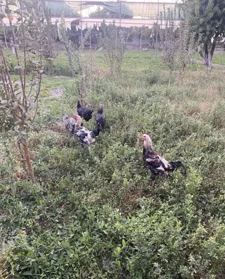 Продаются домашние петухи!! 1