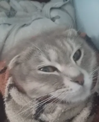 Котёнок, гарантия 1 месяц 1