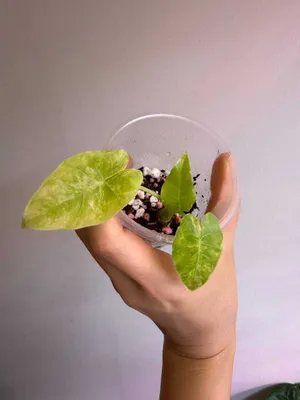 Alokaziya gageana aurea 1