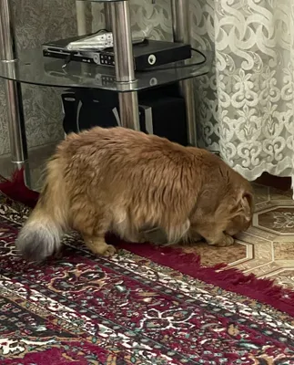 Золотая шиншилла, породистая 1