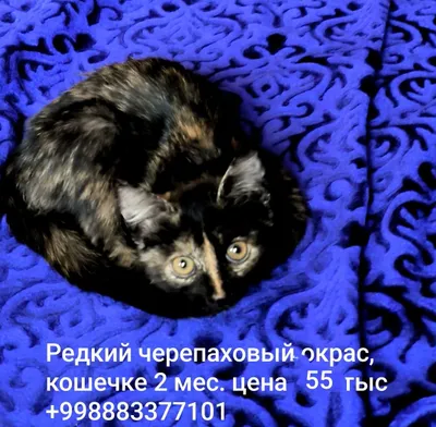 Noyob rangli mushuk, mushukcha