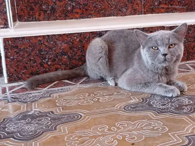 Продаю британского короткошёрстного голубого кота, документов нет 1