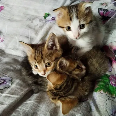 Котята бесплатно отдаются добрым людям