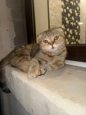 Мать и дочь шотландская шиншила 1