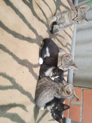 котята в добрые руки бесплатно 1