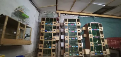 Papugay in qushlar in 1