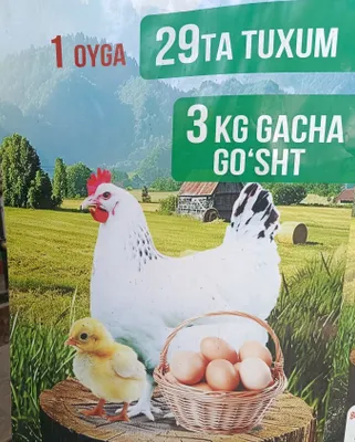 3-месячные яйценоские куры 1
