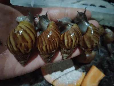 Улитки для красоты
