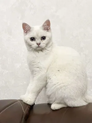 Mushuk (кошка) британская шиншилла qiz bola 1