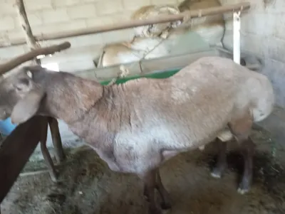 qoʻchqor sotiladi kafolati bilan 5