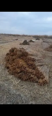 Тол новдаси сотилади 1
