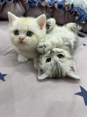 котята Shotland Skottish Strayt 1