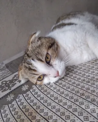 Scottish Fold mushuk 1