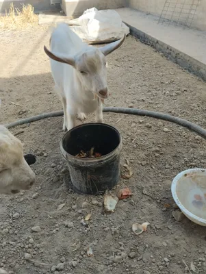 taka 7 oylik zoti