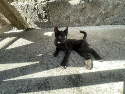 Кошка угольно-чёрного цвета 1