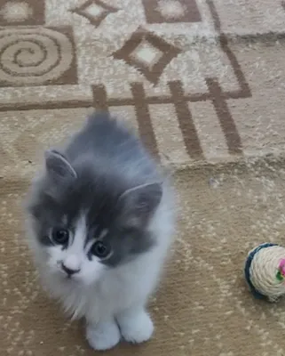 Котёнок девочка . 1