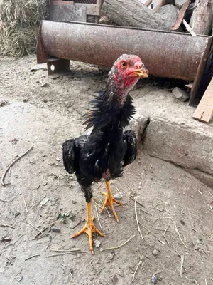 Даканг жажа хуроз сотилади
