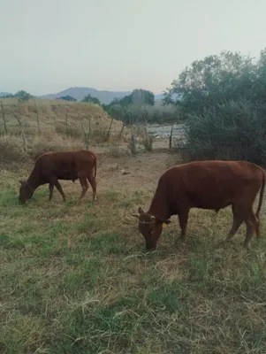 3 ta 2 yoshli hoʻkizlar sotiladi 1
