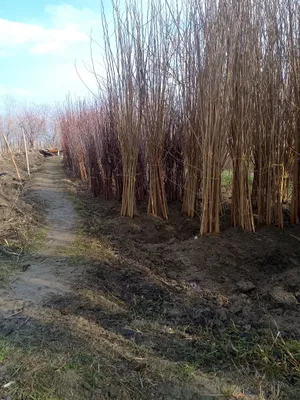 O'rik,sleva , tut koʻchatlari va anjir va anor sotiladi 1
