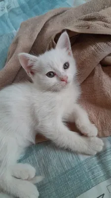 Rus pornosi: yigit onasini sikadi Pantyhose porno foto galereyasini tomosha qiling