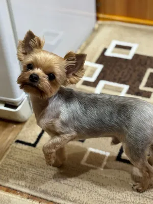 Mini yorkshir terryeri 1